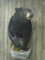 Mr. Fish Taxidermy black bear half mount