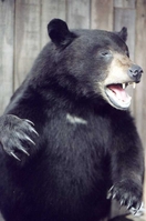 Mr. Fish Taxidermy half mount upright Black Bear