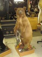 Mr. Fish Taxidermy life size bear mount