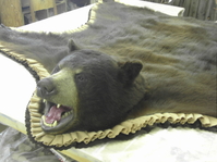 Mr. Fish Taxidermy Black Bear Rug