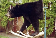 Mr. Fish Taxidermy Half Mount Black Bear